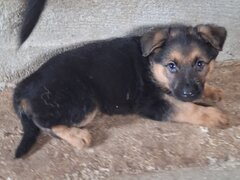 Vand pui Ciobanesc german Bucuresti/ Giurgiu