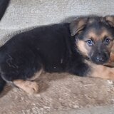 Vand pui Ciobanesc german Bucuresti/ Giurgiu